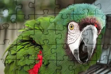 natural jigsaw puzzle