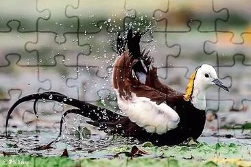 natural jigsaw puzzle