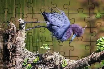 natural jigsaw puzzle
