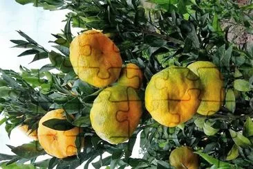 frutas jigsaw puzzle