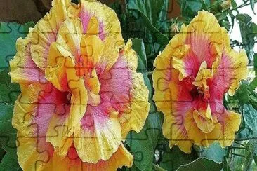 פאזל של flores
