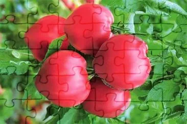 frutos jigsaw puzzle