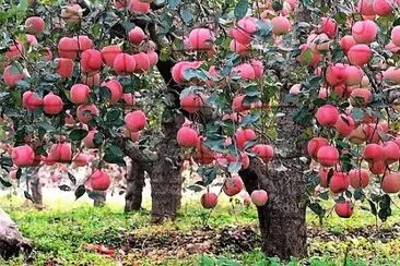 frutas