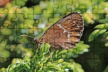 Erebia euryale jigsaw puzzle