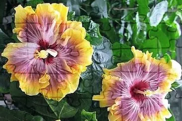 פאזל של flores