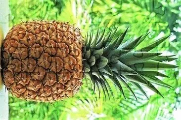 frutas jigsaw puzzle