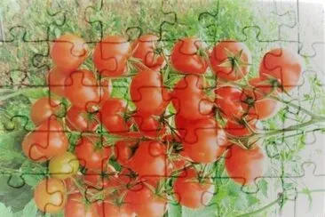 frutos jigsaw puzzle