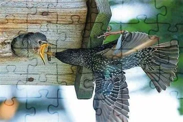 natural jigsaw puzzle