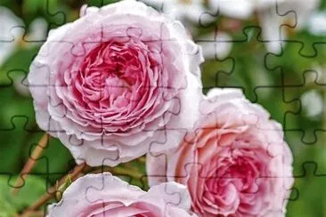 flores jigsaw puzzle