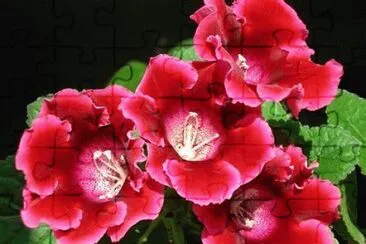 gloxinia jigsaw puzzle