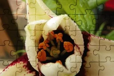 Imagem jigsaw puzzle