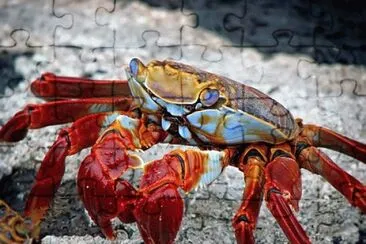 Imagem jigsaw puzzle