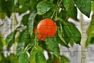 Imagem jigsaw puzzle