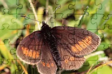 Erebia sudetica