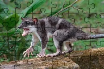 Yapok