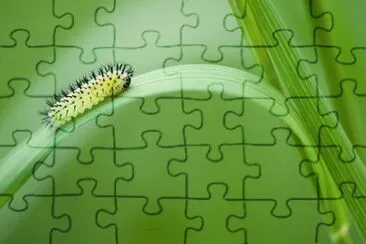 פאזל של Imagem
