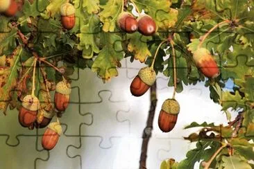 Imagem jigsaw puzzle