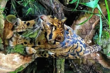 natural jigsaw puzzle