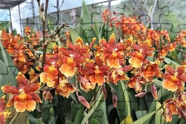 flores jigsaw puzzle