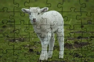 Imagem jigsaw puzzle