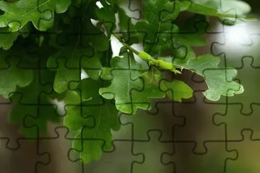 Imagem jigsaw puzzle