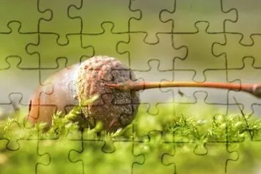 Imagem jigsaw puzzle