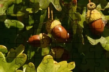 Imagem jigsaw puzzle