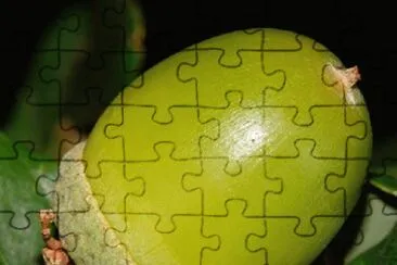 Imagem jigsaw puzzle
