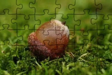 Imagem jigsaw puzzle