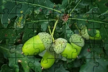 Imagem jigsaw puzzle