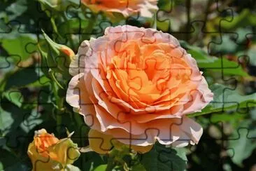 flores