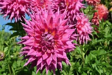 flores