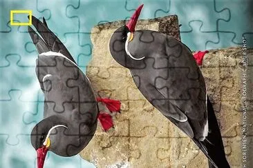 natural jigsaw puzzle