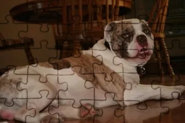 Alapaha blue blood bulldog jigsaw puzzle