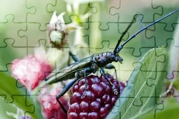 Imagem jigsaw puzzle