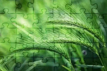 Imagem jigsaw puzzle