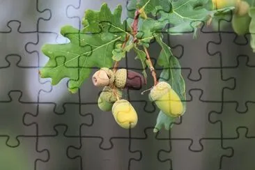 Imagem jigsaw puzzle