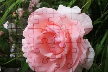 rosa