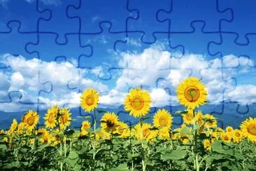 girasoles