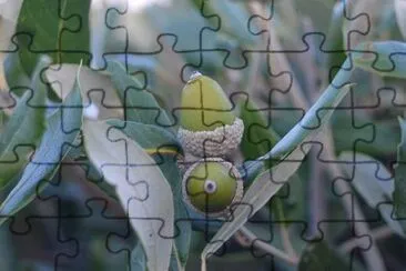 Imagem jigsaw puzzle