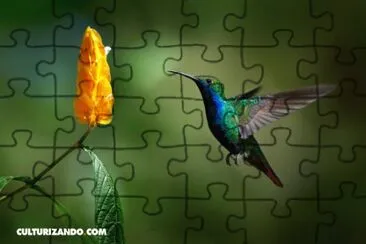colibri2 jigsaw puzzle