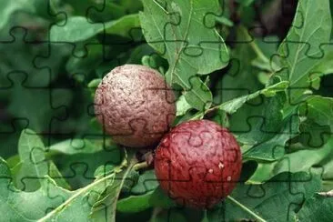 Imagem jigsaw puzzle