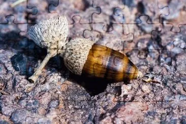 Imagem jigsaw puzzle