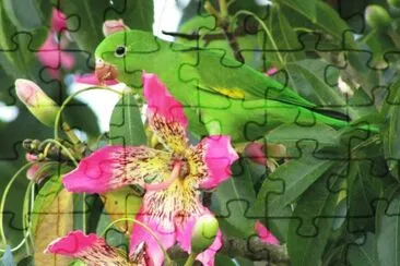 Imagem jigsaw puzzle