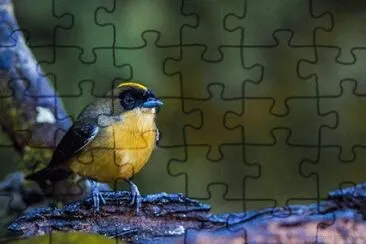פאזל של Imagem