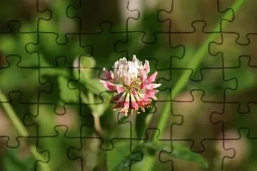 clover jigsaw puzzle