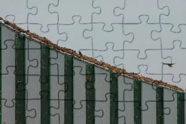 invasion of starlings