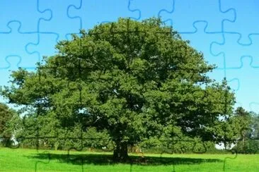 Imagem jigsaw puzzle