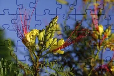 OK jigsaw puzzle