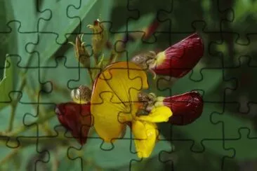 OK jigsaw puzzle